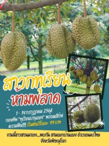ทุเรียน บ้านแยง อ.นครไทย 1-14 ก.ค.