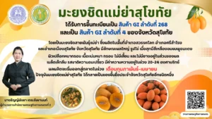 มะยงชิดแม่ย่าสุโขทัย ได้รับการขึ้นทะเบียนเป็น สินค้าGI ลำดับที่ 268 และเป็นสินค้าGI ลำดับที่ 4 ของจังหวัดสุโขทัย