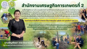 สศท.2 ลงพื้นที่สำรวจผลผลิตต่อไร่ โดยวิธี Crop Cutting